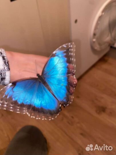 Живые тропические бабочки куколки