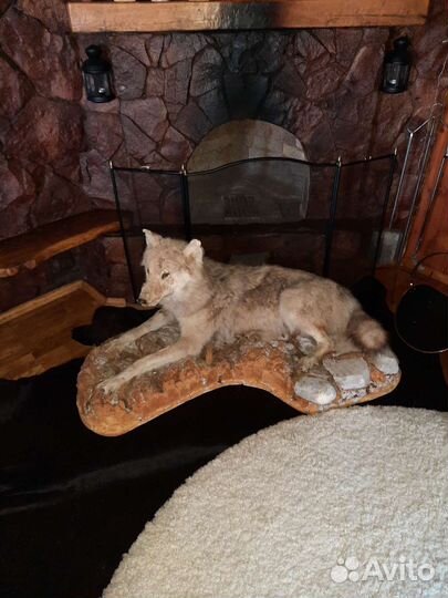 Чучело волка