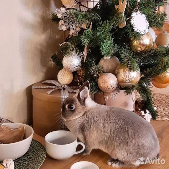 Кролики для фотосессий (аренда)