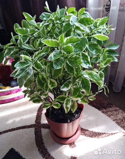 Цветы комнатные