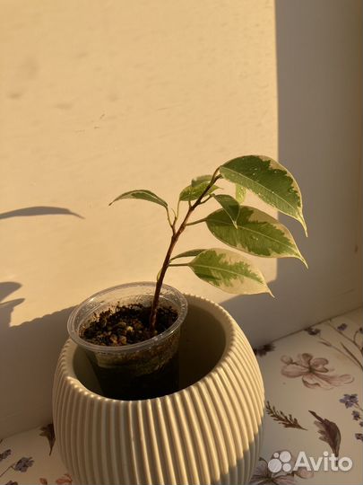 Фикус бенджамина пестролистный