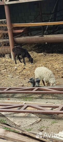 Овцы бараны