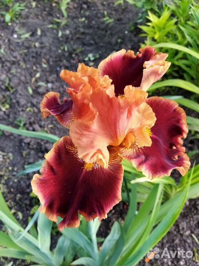 Продам излишки ирисов