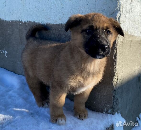 Щенок в добрые руки
