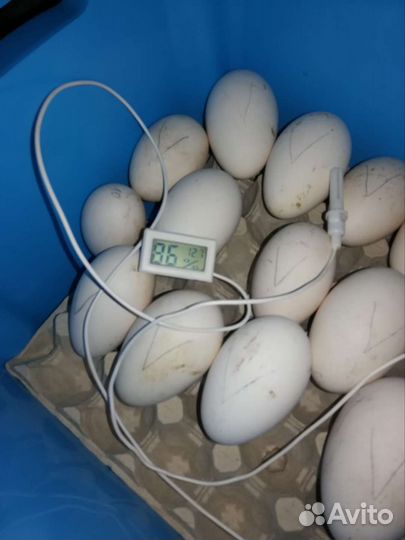 Инкубационное яйцо гусей линда и индоуток