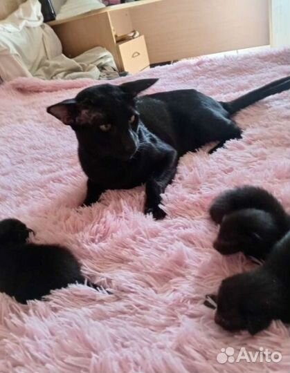 Ориентальные котята
