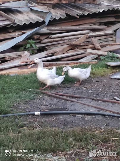 Подсадные утки