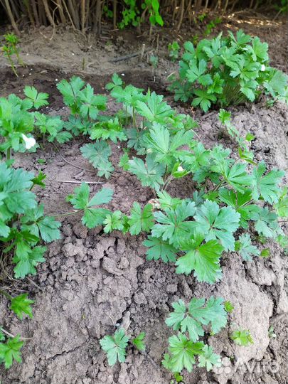 Анемона, цветы многолетники