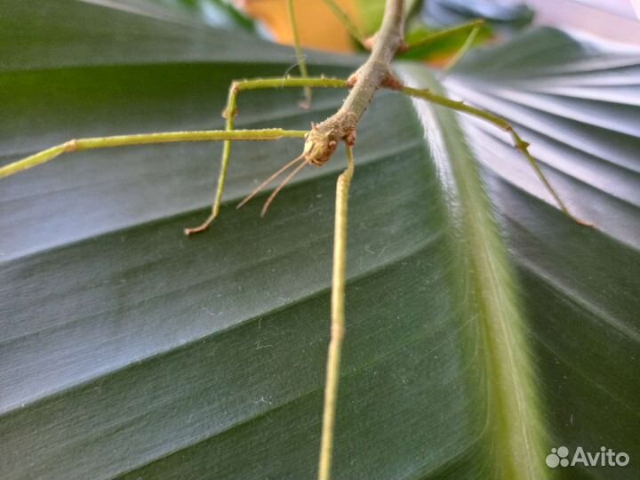 Аннамский палочник