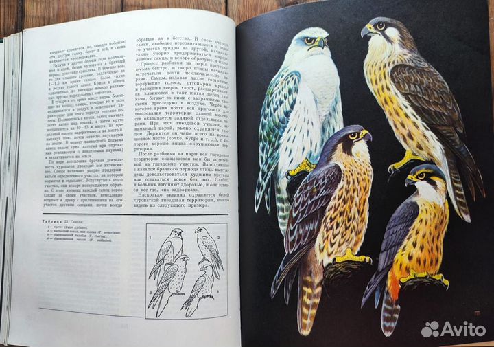 Книга птицы