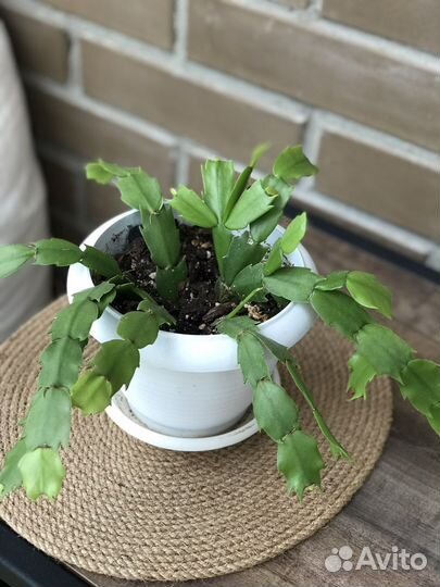 Цветы комнатные