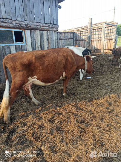 Корова, корова с теленком, телка, бычек