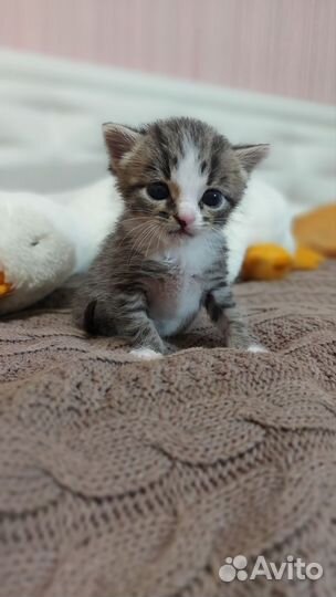 Кот в добрые руки