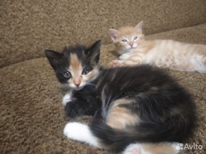 Кошка в дар