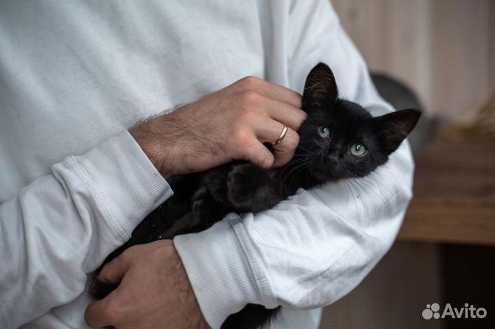 Котенок тимоти смешной