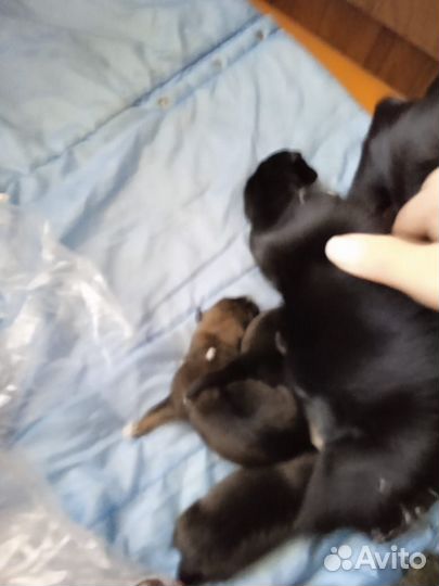 Отдам бесплатно щенки
