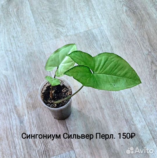 Комнатные растения. Сортовые сингониумы