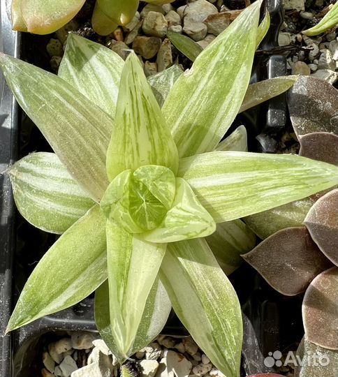 Суккуленты хавортия эхиверия седум крассула