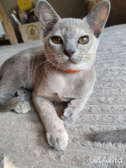 Бурманская кошечка /родословная