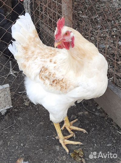 Молодые петухи