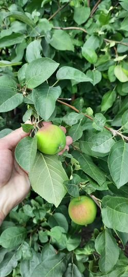 Участок 6,8 сот. (СНТ, ДНП)