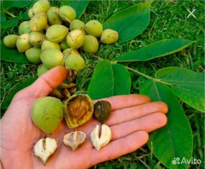Орех сердцевидный саженцы