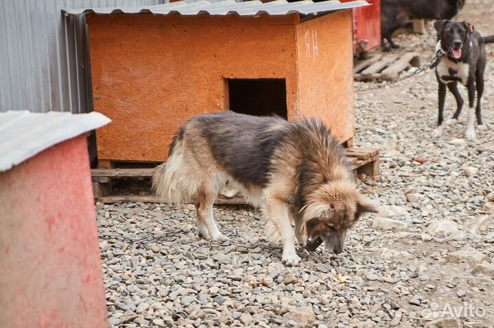 В очень выдержанные руки злой пёс Ян
