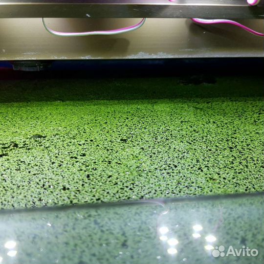 Ряска в аквариум