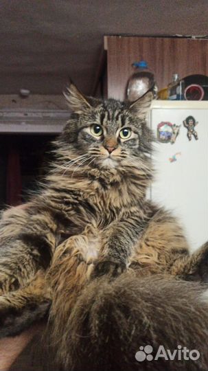 Котята Мэйн кун