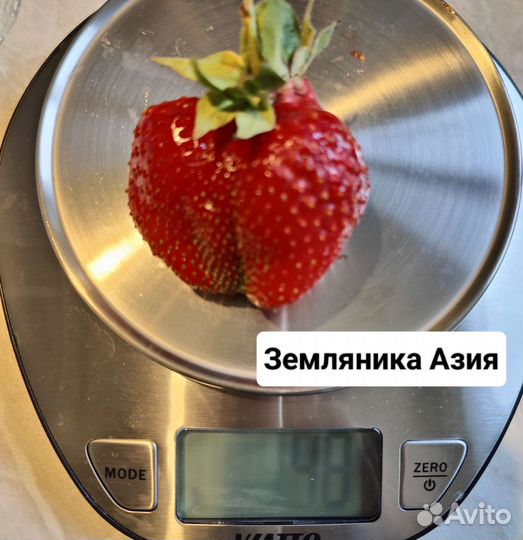 Земляника Азия саженец