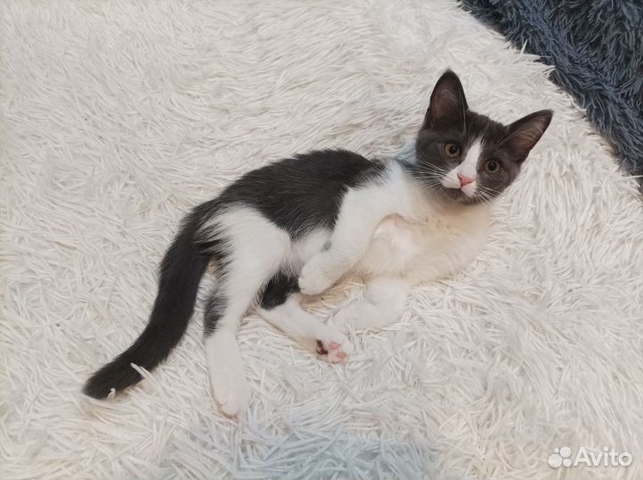 Котёнок Шелли ищет Дом