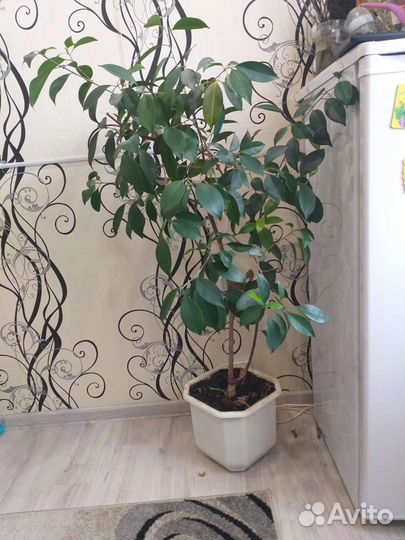 Фикус бенджамина