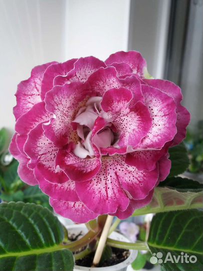 Глоксинии сортовые