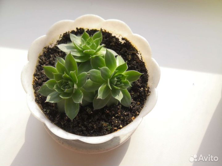 Молодило (Каменная роза)