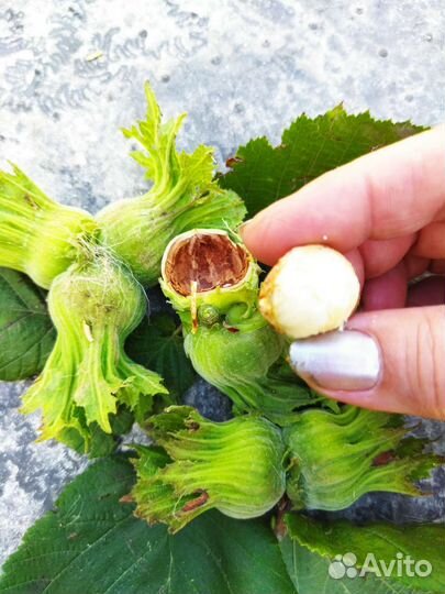 Орехи Фундук крымский, саженцы