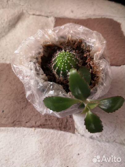 Кактус и каланхоэ