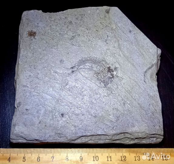 Окаменелая рыба