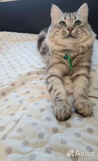 Котики бесплатно в добрые руки