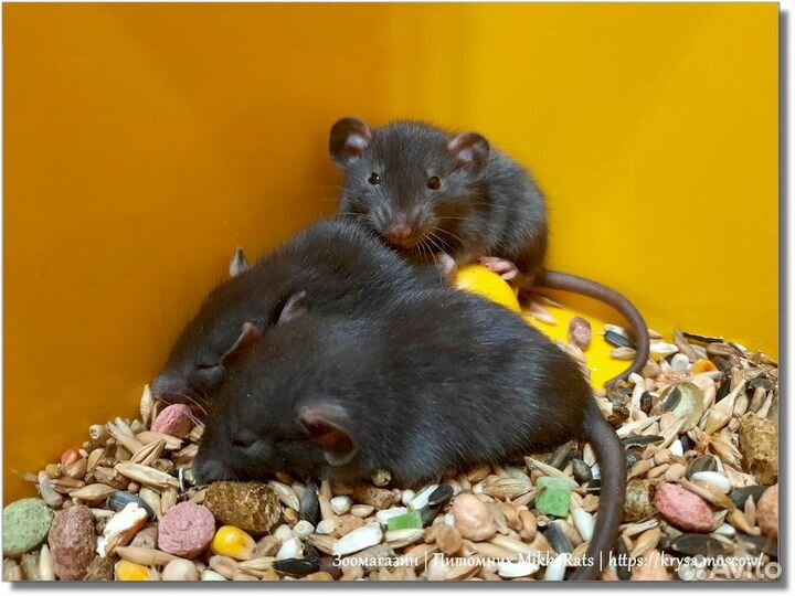 Крысы. Крысята (черные) Дамбо