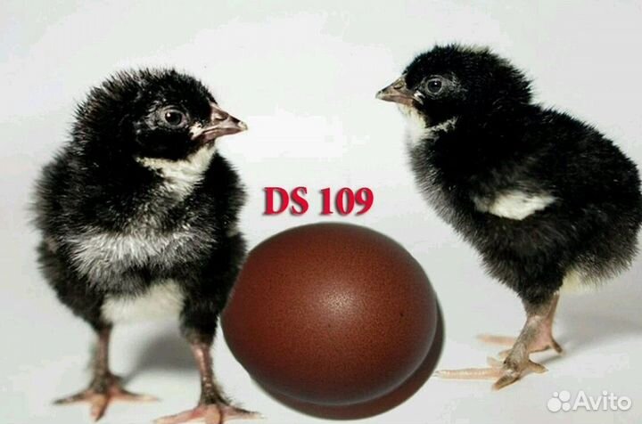 Цыпленок доминант