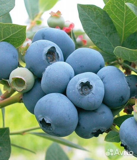 Саженцы голубики