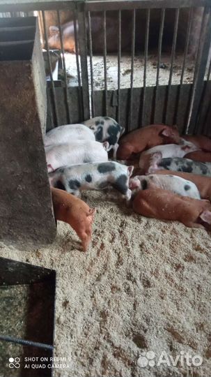 Поросята