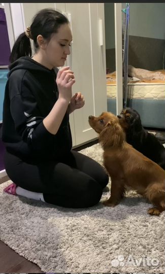 Услуги кинолога Электросталь/Ногинск