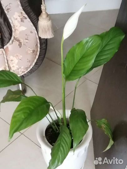 Спатифиллум