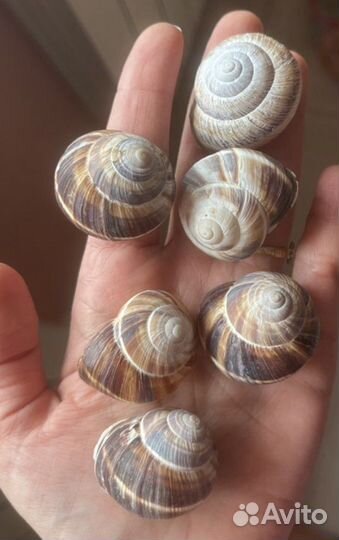 Раковины виноградной улитки
