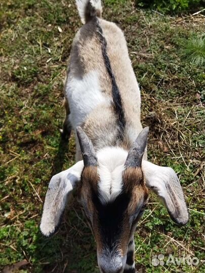 Нубийско - альпийские козы