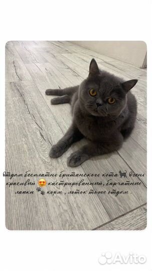 Британские кот