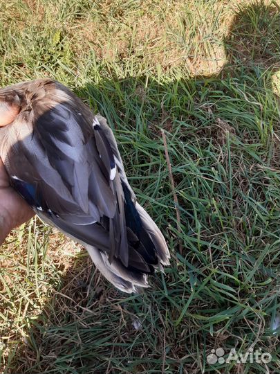 Селезеннь тульской подсадной, дляохоты