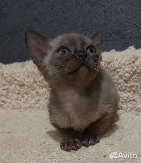 Бурманские котята