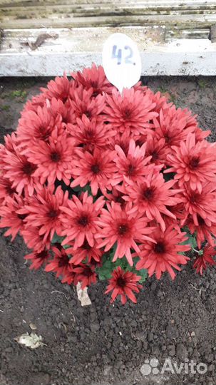 Хризантемы мультифлора в горшках